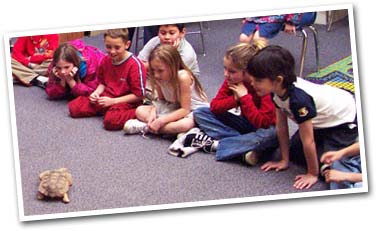 a tortoise makes an appearance at a local classroom