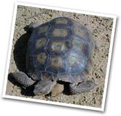 A tortoise at the Red Cliffs Desert Reserve