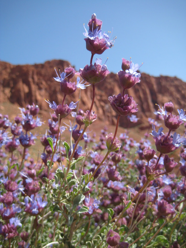 footlocker desert sage