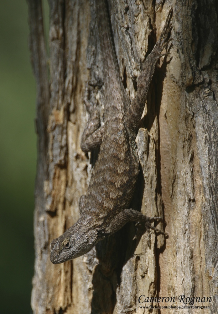 What are Those Blue-Bellied Lizards? — Deschutes Land Trust