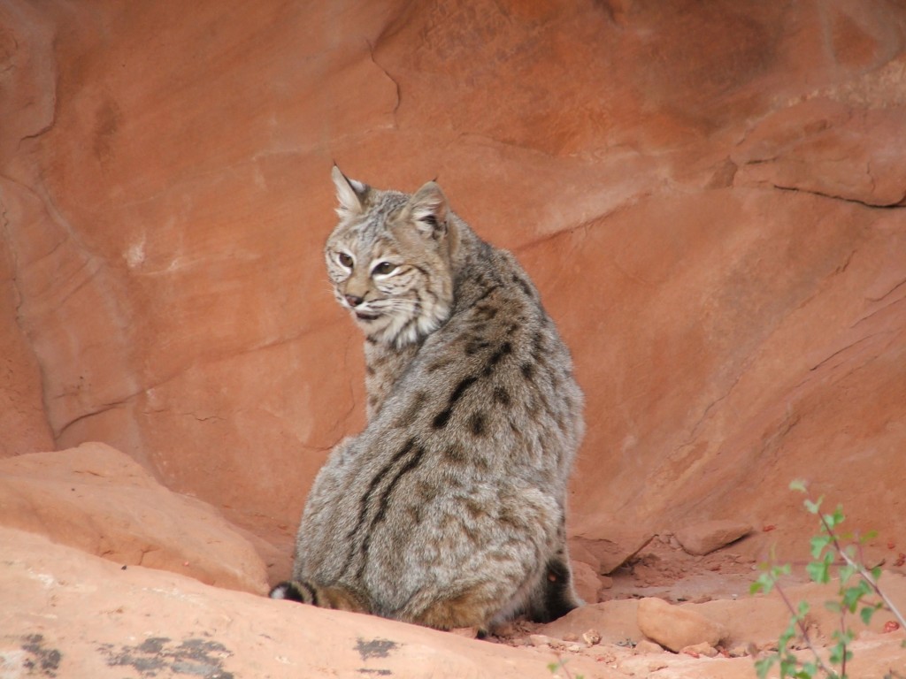 Red Cliffs Desert Reserve » Bobcat 002