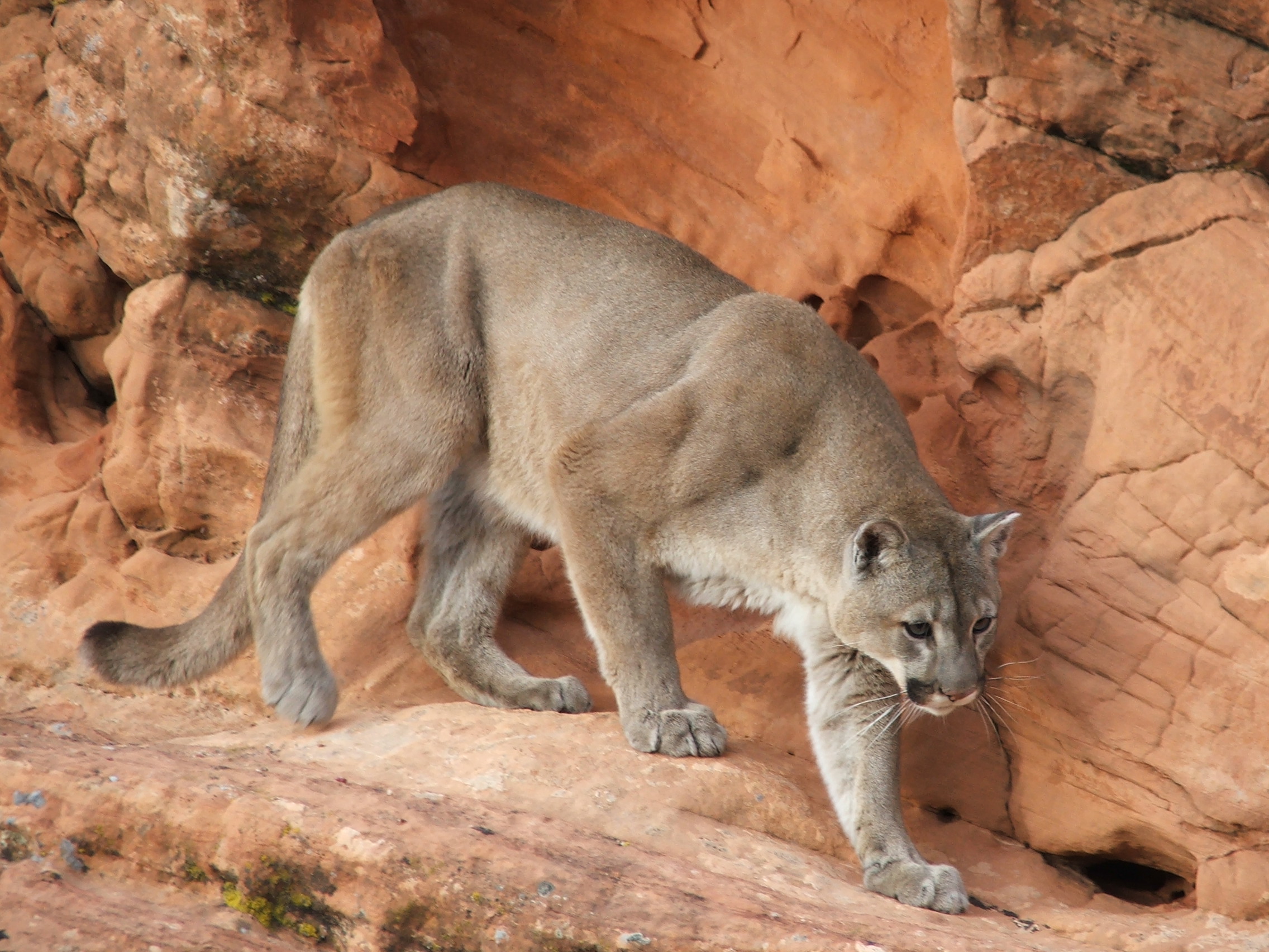 Cliffs Reserve Mountain Lion (Puma concolor)