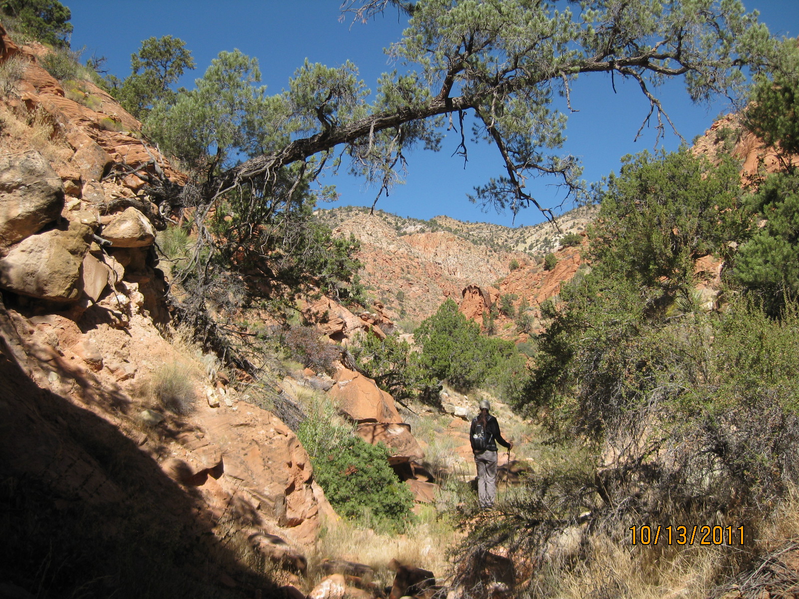 red-cliffs-desert-reserve-web-13-vegetative-anomaly